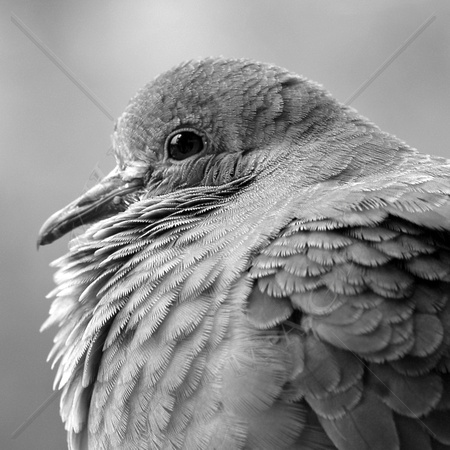 Bird Profile