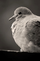 Mourning Dove in Profile